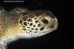 Night dive at Key Largo... 60mm macro with Nikon D100 and... by Guillermo Ramas 